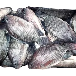 Venta De Tilapia De Granja  (pack De 3 Kg)