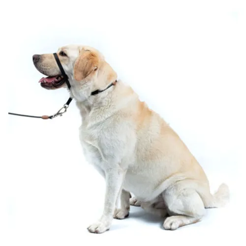Good2go head halter sale