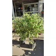 Ficus 10lts
