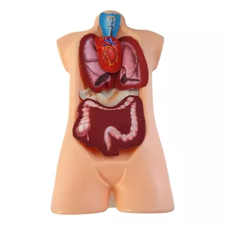 Juguete Cuerpo Humano, Juego Anatomía Para Niños