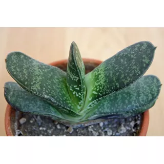 Gasteria / Lengua De Vaca Planta Suculenta Ornamental