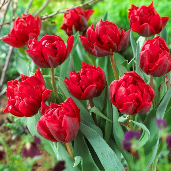 8 Bulbos De Tulipán Rojo Var. Red Princess!!
