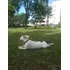 Doação De Cachorro 