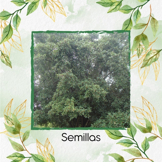 125 Semillas De Árbol Caucho Sabanero