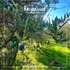 Exclusiva Parcela  Agroresidencial /casa 3 Dorm De 10.000 M2
