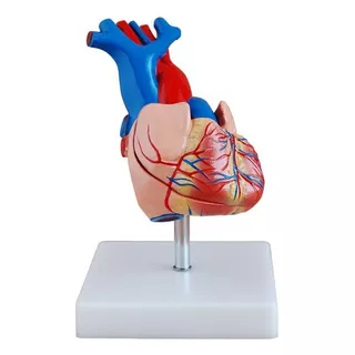 Modelo Coração Humano Em Tamanho Real 2 Partes Com Base