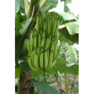 2 Mudas De Banana Terra Anã Produz Em 8 Meses