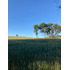 Cod36634 Campo Agrícola De 19 Hectareas En Venta En Victoria