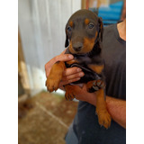 Cachorros Doberman