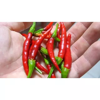 25 Semillas De Chile De Árbol Muy Picante Para La Huerta 