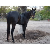 Caballos Cuarto Milla - Caballos y Yeguas en Mercado Libre México Caballos Cuarto Milla - Caballos y Yeguas en Mercado Libre México