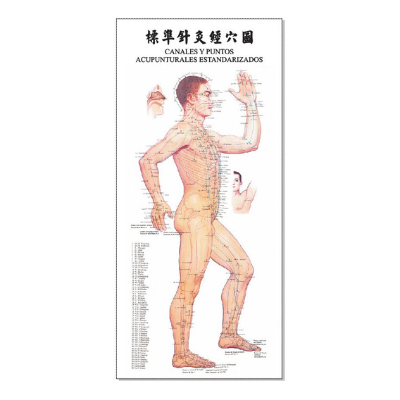 Poster Acupuntura Trilateral Cuerpo Humano 32x70cm 3 Posters