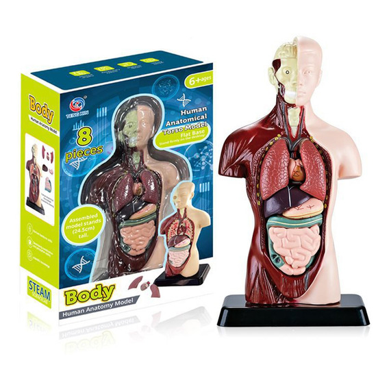 L Modelo Corporal Del Torso Humano, Anatomía Anatómica Inter