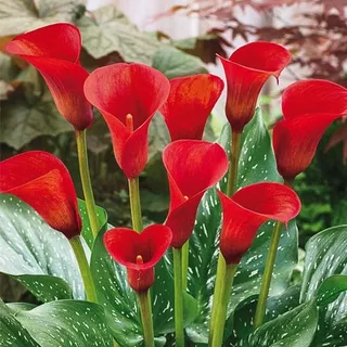 Kit Bulbos De Flores | Copo De Leite  Vermelho - 10 Unidades