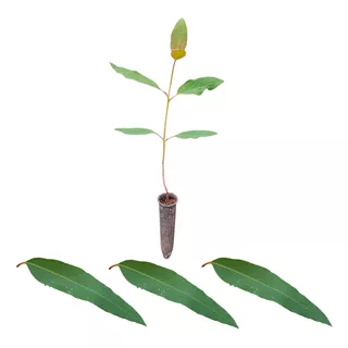 Mudas Eucalipto Urograndis - Eucalyptus Urograndis - 500 Un