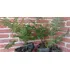 Plantas Helecho Calaguala Orgánico -