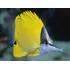 Pez Marino - Forcipiger Flavissimus - Pez Mariposa