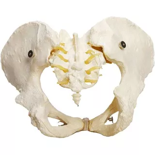 Esqueleto Pélvico Feminino Modelo Anatômico