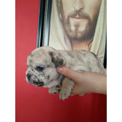 Hermosos Cachorros Bulldog Francés Para Un Hogar 