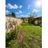 Terreno Con Casa En Venta Coltauco