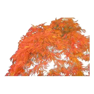 Acer Viridis, Arboles Japoneses De Colección 10lts