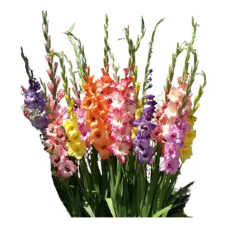 12 Bulbos De Gladiolus - Gladiolas Gladiolos Colores Surtido