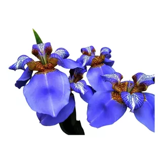 Iris Azul  - Kit 4 Mudas Grandes