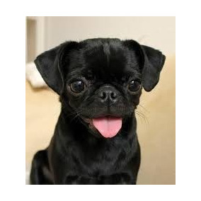 pug precio argentina compr 225 tu perro pug usado en mercado libre argentina pug precio argentina compr 225 tu perro pug usado en mercado libre argentina