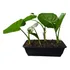 Planta Alocasia - Oreja Elefante Para Regalar