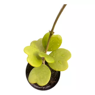 Cacto Coração Hoya Kerii Pote 11 Flor De Cera