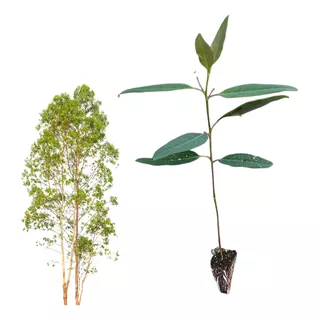 Mudas De Eucalipto Saligna - Eucalyptus Saligna - 50 Un