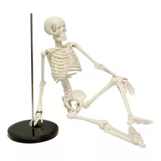 Modelo Anatómico Esqueleto Humano 85 Cm Con Base De Metal