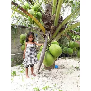 Palma De Coco Gigante, Super Enano