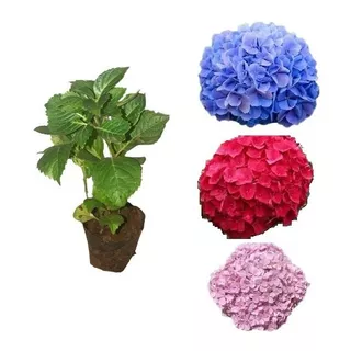 Mudas De Hortênsias Kit Com 4 Unidades