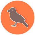 AVES