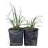 Agapanto Azul 3lts (10u.) Incl. Flete Hasta ...