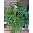 Planta Schiflera Lisa Grande 1,60 Mts. Aprox