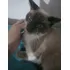 Gato Pam