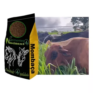 Capim Mombaça 20kg Resistente A Seca Vacas-cavalos-cabritos