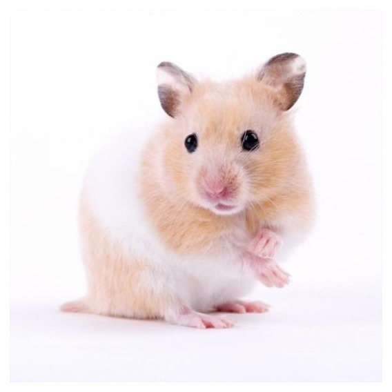 Hamster Siryo