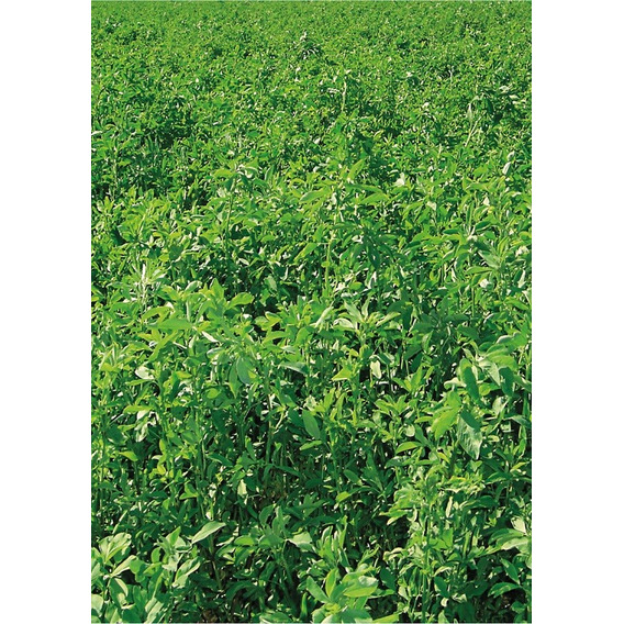 Semillas De Alfalfa Rr Con Inoculante Verde Aplicado X 15 Kg