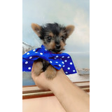 Yorkshire Terrier Mini Bellos Y Puros Yorky Cachorritos 550