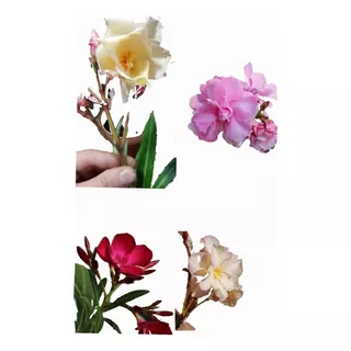 Laurel De Jardin/flor Nerium Oleander -combo-
