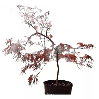 Acer Palmatum Dissectum Atropurpureum, Crimson Queen 10lts