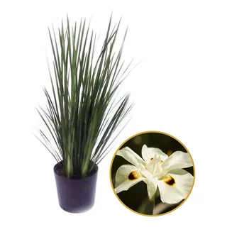 Mudas De Moreia Flor Branca 40cm 50 Unidades