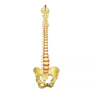 Columna Vertebral Articulada Sacro Occipital Pelvis