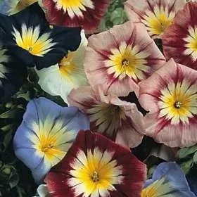 Sementes Da Belíssima Flor Bela-manhã-gigante Tricolor!! 