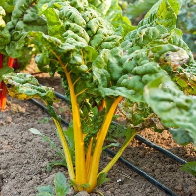 50 Semillas Acelga Amarilla El Dorado Swiss Chard Nuevas 