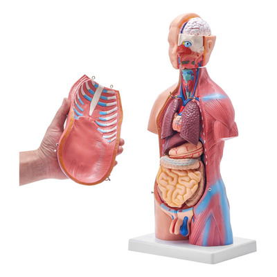 Modelo De Anatomía Torso Cuerpo Humano 23 Piezas 18 Pulgadas