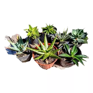 Aloes / Agaves De Colección - Suculentas - Pleno Sol 